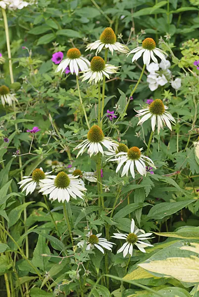 518012 - Échinacée pourpre (Echinacea purpurea 'Alba')