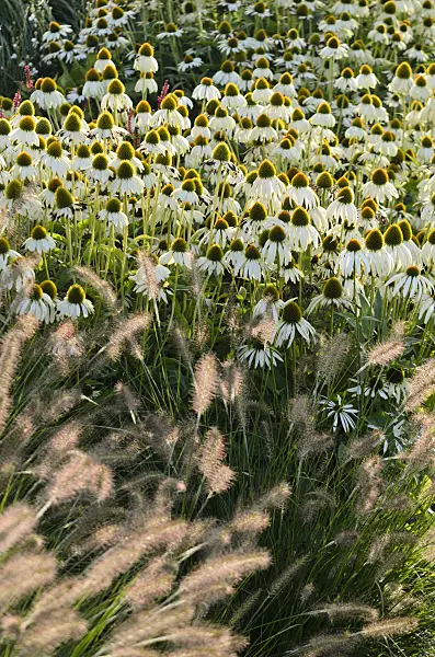 571085 - Échinacée pourpre (Echinacea purpurea 'Alba') et Pennisetum alopecuroides 'Hameln'
