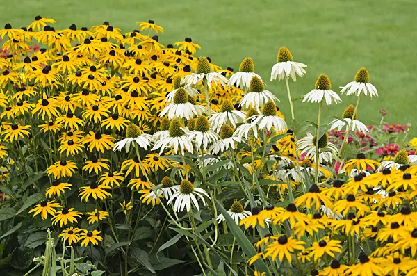 523186 - Échinacée pourpre (Echinacea purpurea 'Alba') et rudbeckie (Rudbeckia fulgida)