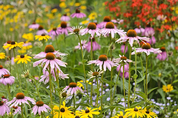 534348 - Échinacée pourpre (Echinacea purpurea) et rudbeckie (Rudbeckia fulgida)