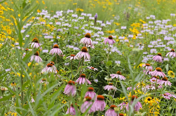 534353 - Échinacée pourpre (Echinacea purpurea) et rudbeckie (Rudbeckia fulgida)