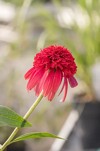 664127 - Échinacée pourpre (Echinacea purpurea 'Hot Papaya')