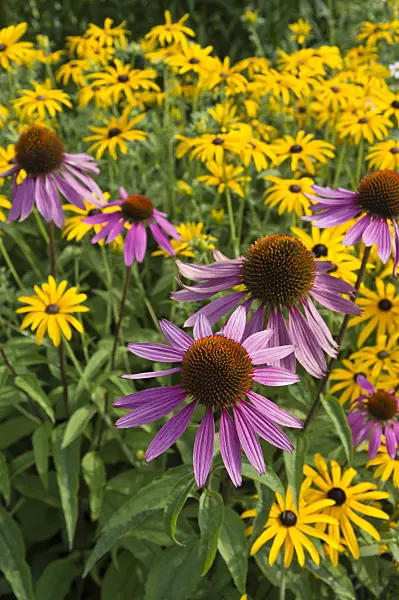 511261 - Échinacée pourpre (Echinacea purpurea 'Magnus') et rudbeckie (Rudbeckia fulgida)