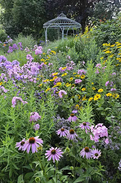 498313 - Échinacée pourpre (Echinacea purpurea), phlox paniculé (Phlox paniculata) et héliopside (Heliopsis helianthoides) devant un gazébo