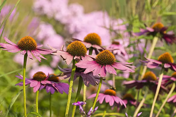 511008 - Échinacée pourpre (Echinacea purpurea 'Rubinstern')