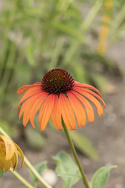 638088 - Échinacée pourpre (Echinacea purpurea 'Tangerine Dream')