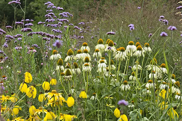 511236 - Échinacée pourpre (Echinacea purpurea), verveine de Buenos Aires (Verbena bonariensis) et rudbeckies (Rudbeckia)