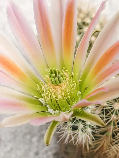425015 - Echinocereus