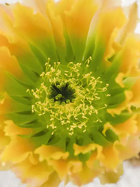 425016 - Echinocereus