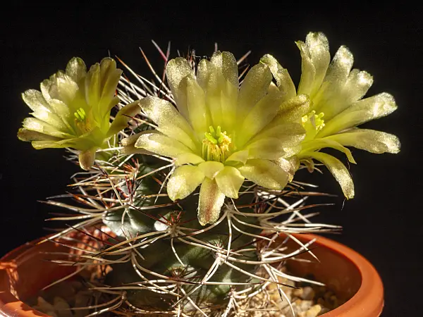 424124 - Echinocereus davidii