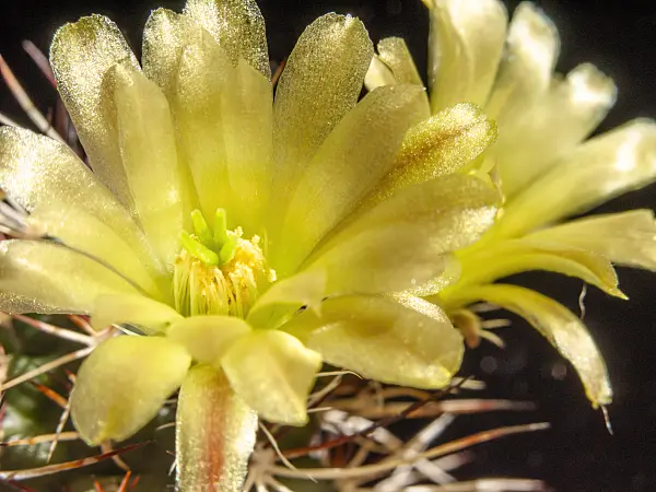 424125 - Echinocereus davidii