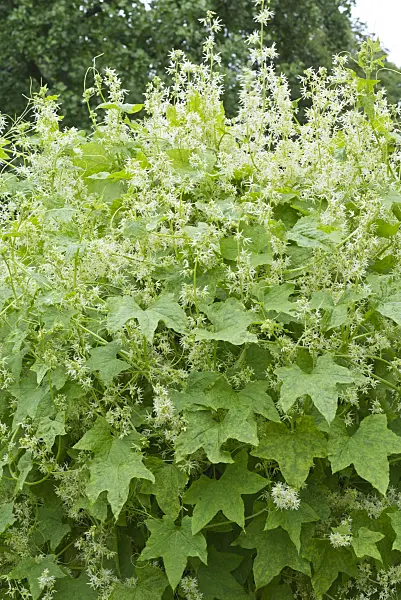 559131 - Echinocystis lobata