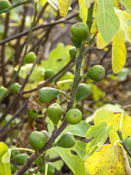 431059 - Echte Feige (Ficus carica)
