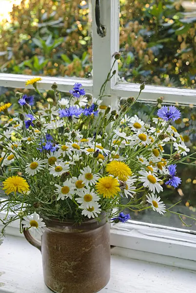 500211 - Echte Kamille (Matricaria recutita syn. Matricaria chamomilla), Gewöhnlicher Löwenzahn (Taraxacum officinale) und Kornblume (Centaurea cyanus)
