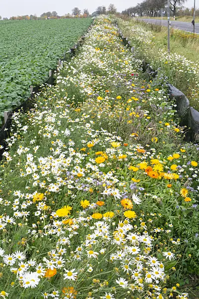 625095 - Echte Kamille (Matricaria recutita syn. Matricaria chamomilla), Ringelblume (Calendula officinalis) und Phazelie (Phacelia)