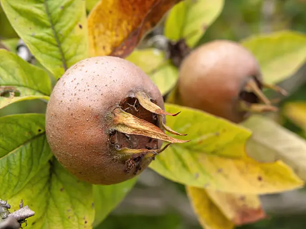 430199 - Echte Mispel (Mespilus germanica)