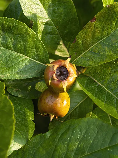 464035 - Echte Mispel (Mespilus germanica)