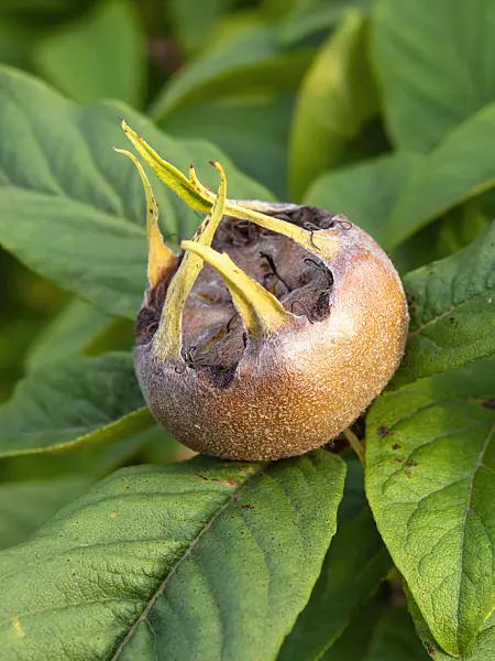 464038 - Echte Mispel (Mespilus germanica)