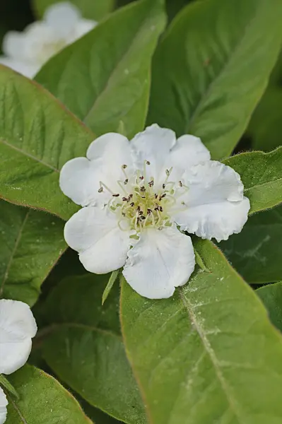472076 - Echte Mispel (Mespilus germanica)