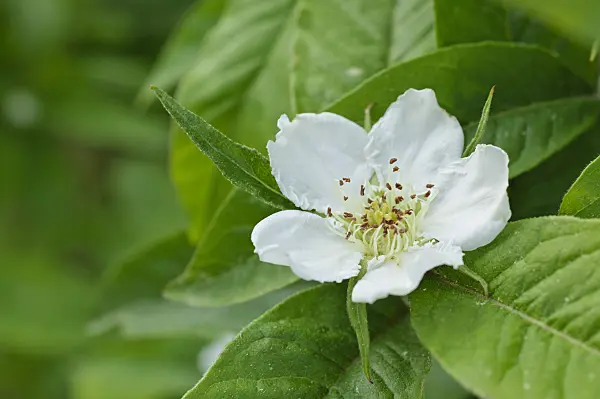 472077 - Echte Mispel (Mespilus germanica)