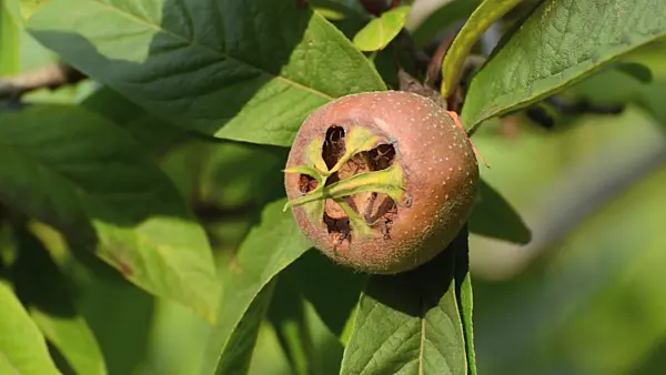 500133 - Echte Mispel (Mespilus germanica)