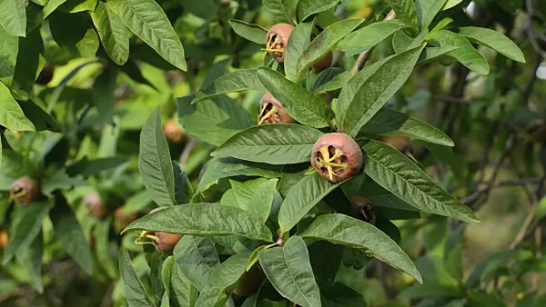 500134 - Echte Mispel (Mespilus germanica)