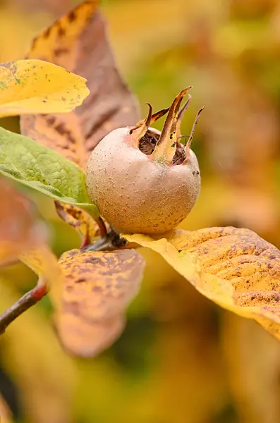 525202 - Echte Mispel (Mespilus germanica)