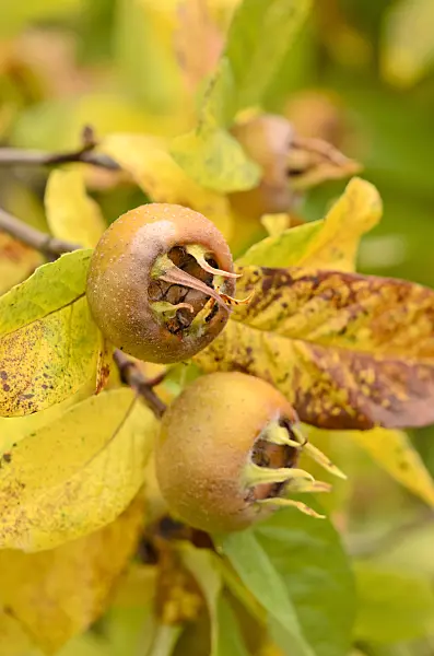 525203 - Echte Mispel (Mespilus germanica)