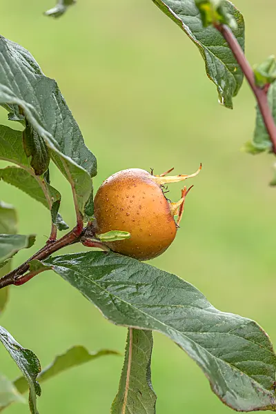 664265 - Echte Mispel (Mespilus germanica 'Holländische Großfrüchtige')