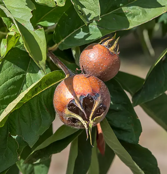 664266 - Echte Mispel (Mespilus germanica 'Macrocarpa')