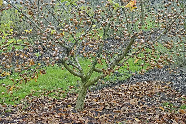 502297 - Echte Mispel (Mespilus germanica 'Metz')
