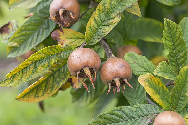 625278 - Echte Mispel (Mespilus germanica 'Metz')