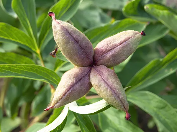 438275 - Echte Pfingstrose (Paeonia officinalis)