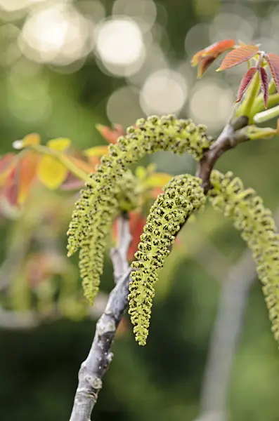 520085 - Echte Walnuss (Juglans regia)
