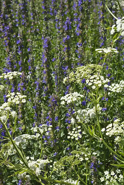 595006 - Echter Baldrian (Valeriana officinalis) und Ysop (Hyssopus officinalis)