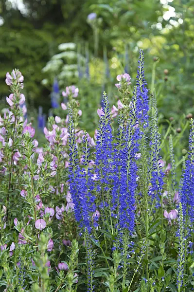 509228 - Echter Ehrenpreis (Veronica officinalis)