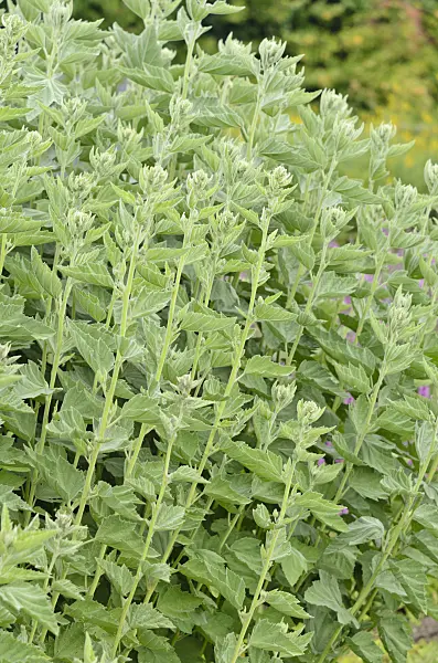 534221 - Echter Eibisch (Althaea officinalis)