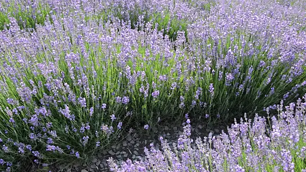 497340 - Echter Lavendel (Lavandula angustifolia)