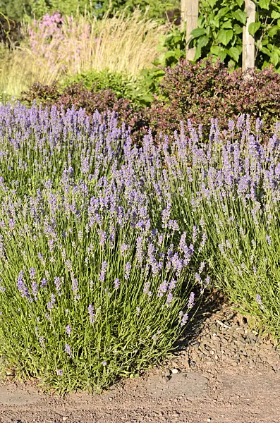 534024 - Echter Lavendel (Lavandula angustifolia)