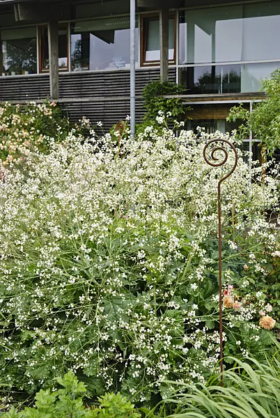 500213 - Echter Meerkohl (Crambe maritima)