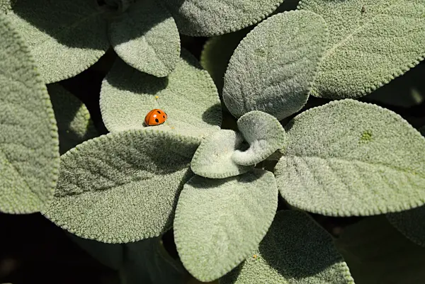 672013 - Echter Salbei (Salvia officinalis 'Berggarten') und Marienkäfer (Coccinella)