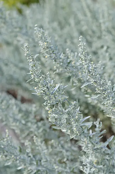 476018 - Echter Wermut (Artemisia absinthium)