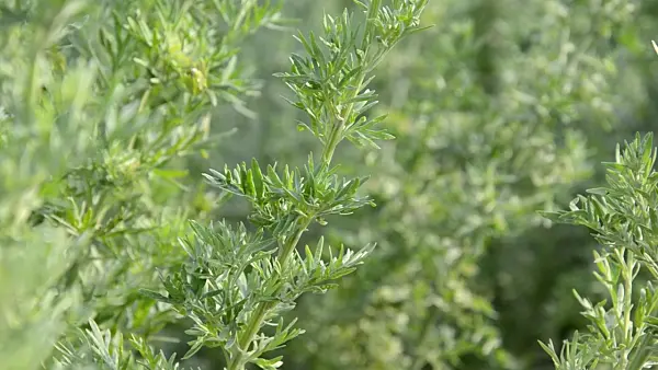 497308 - Echter Wermut (Artemisia absinthium)