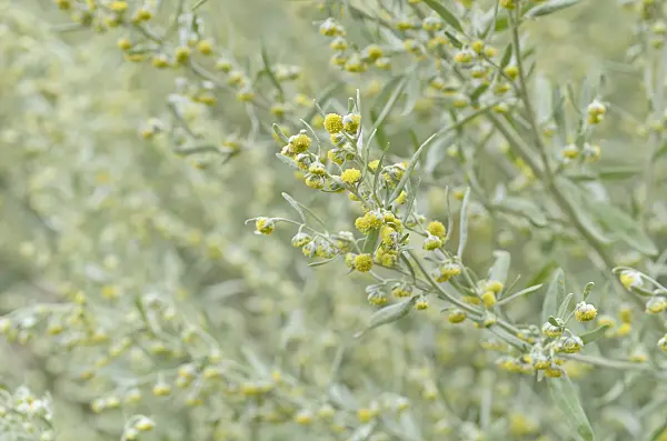 499132 - Echter Wermut (Artemisia absinthium)