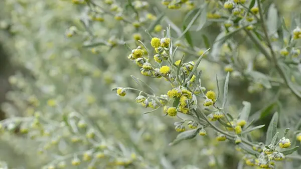 499134 - Echter Wermut (Artemisia absinthium)
