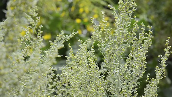 499135 - Echter Wermut (Artemisia absinthium)