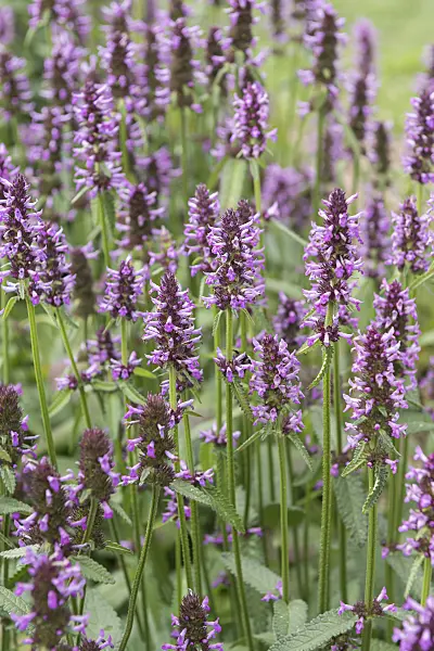 651538 - Echter Ziest (Betonica officinalis syn. Stachys officinalis)