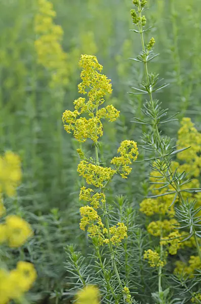497286 - Echtes Labkraut (Galium verum)