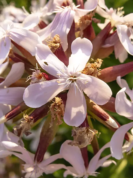 427180 - Echtes Seifenkraut (Saponaria officinalis)