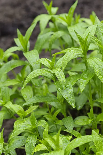 484211 - Echtes Seifenkraut (Saponaria officinalis)